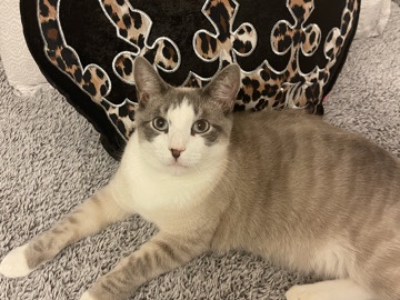 American Shorthair – male – Monroe