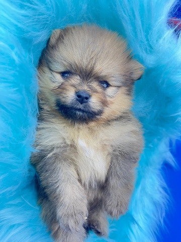 Pomeranian – Pomeranian male xxs size Teddy Bear