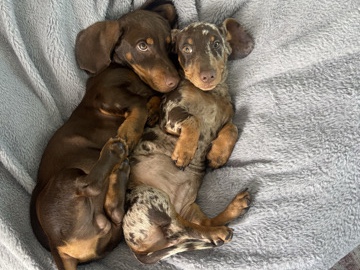 Dachshund – Dauchsand puppies for sale !!!!! – San Diego