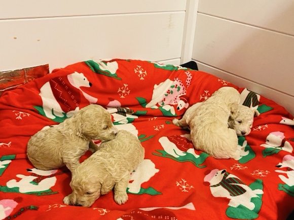 Poodle – FurSnuggles Minipoodles – King