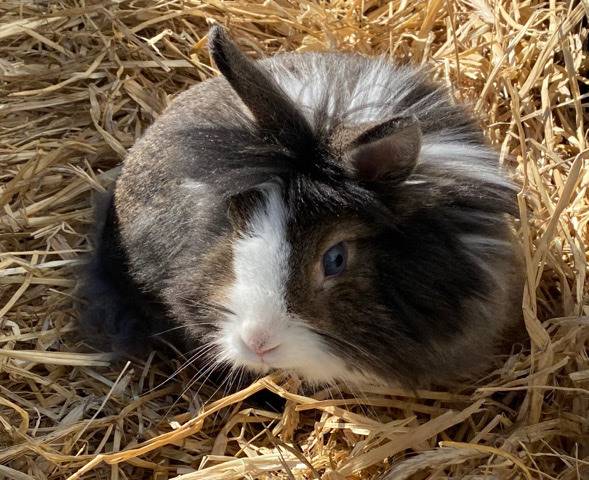 Lionhead – Bunny Rabbit