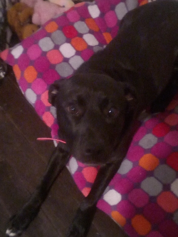American Pit Bull Terrier – Junior a forever home