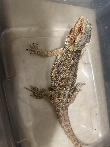 a young woman bearded dragon for sale