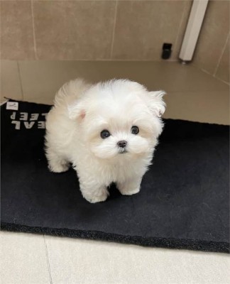 Maltese – Marvelous Maltese for adoption – Houston