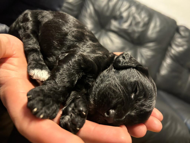 English Cocker Spaniel – stunning cockapoo puppies