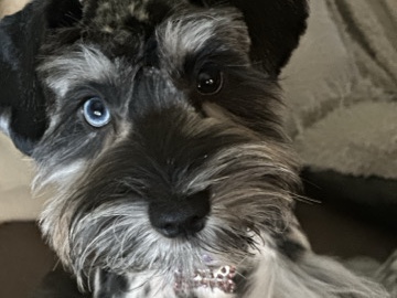 Miniature Schnauzer - miniature schnauzer available for adoption in Dallas