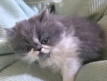 Persian (Traditional) – Persian kitten – Hawthorne