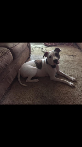 American Bulldog – American bulldog puppies