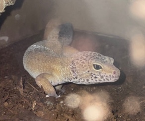 Any – Male Leopard Gecko