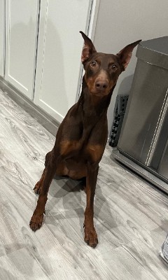 Doberman Pinscher – Female Red Doberman – Fernley