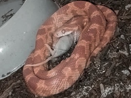 Corn Snake – cornsnake for sale – Abu Dhabi
