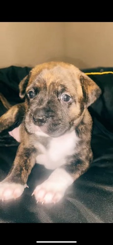 It is a girl puppy for sale