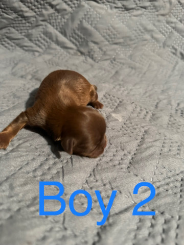 Shih Tzu – shih tzu