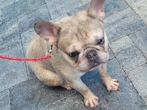 French Bulldog – PLATINUM FRENCHIE BULL DOG – Clermont