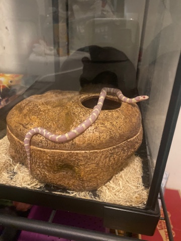 Albino banded California king snake