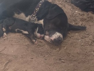 Cane Corso – cane corso pitbull puppies needs a good home – Albuquerque