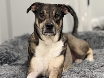 Mixed Breed – Dog For Relocation – Valley Stream
