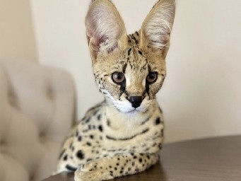 Serval – Hazel notez serval à 8 ans – Caudebronde