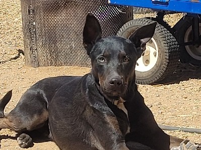 Labrador Retriever – Playful boy needs his furrever home – Golden Valley