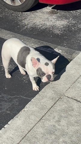 French Bulldog – Frenchie