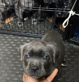 Cane Corso – mamas