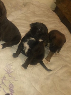 Boxer/Sheppard puppies ready June,25,***