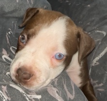 American Pit Bull Terrier – baby pit 1 month old
