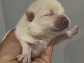 Pomeranian – Pomeranian – Hawthorne
