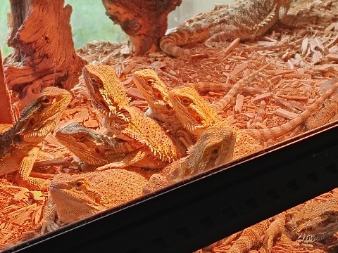 BEARDIES FOR SALE!!