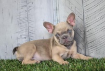 French Bulldog – French Bulldog