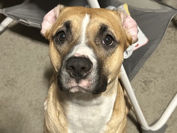 American Pit Bull Terrier - pitbull mix - Dixie Grace  available for adoption in Evansville