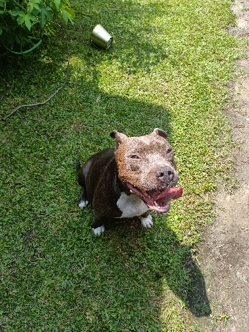 American Pit Bull Terrier – American bully