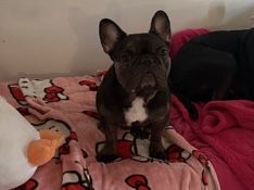 French Bulldog – Frenchie – Berwyn Heights