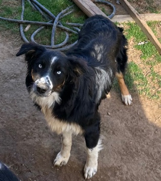 Australian Shepherd – Australian Shepherd