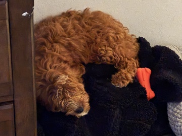 Cavapoo – Domino – Hampton