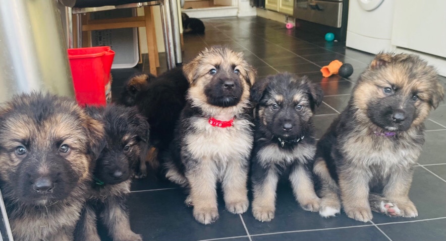 German Shepherd – KC registered long hair German shepherd puppies