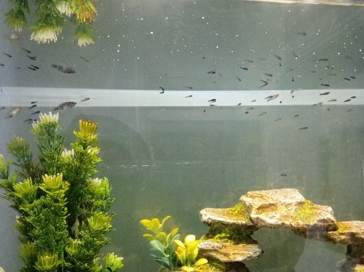 Molly - Tropical assorted mollies available for adoption in London