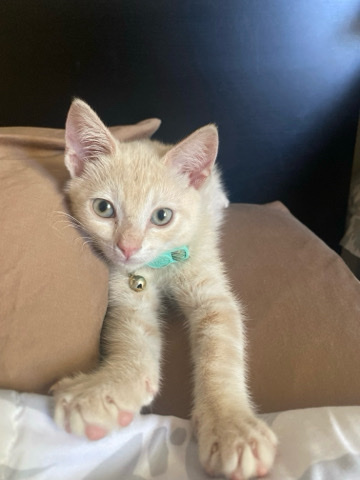 Kitten looking for forever home