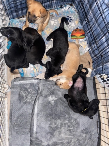 American Pit Bull Terrier – puppies