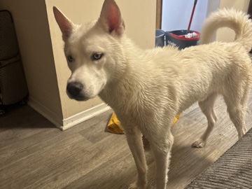 Siberian Husky – Siberian Husky – Mobile