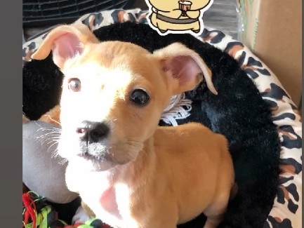 American Pit Bull Terrier – Terrier Mixed Pit – Detroit