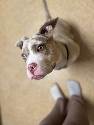 American Staffordshire Terrier – staff cros frenchie