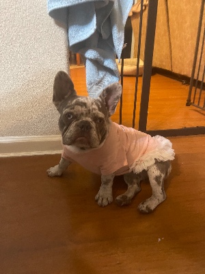 French Bulldog – Lola the Frenchie – Antioch