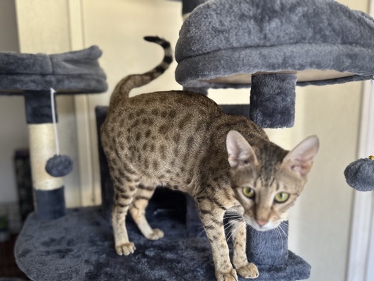Savannah Kitten