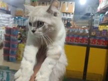 Persian (Modern) – Persian cat for sale