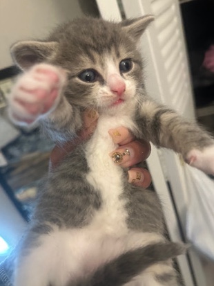 American Shorthair – Baby Kitten American Shorthair (Male)