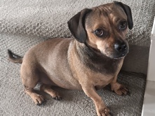 Dachshund – Sweet, Loving Companion Looking for Her Forever Home – Sienna