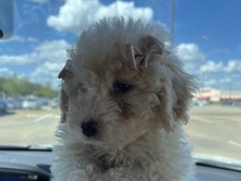 Poodle – toy poodle – Houston