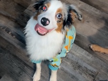 Australian Shepherd – Atticus – Fayetteville