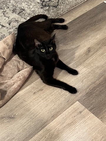 American Shorthair – Black Cat